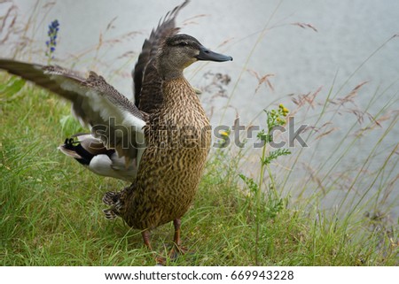 Female mallard duck opens out the wings. Birds in wildlife. Anas platyrhynchos
