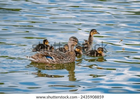 Female mallard duck and its pack of ducklings