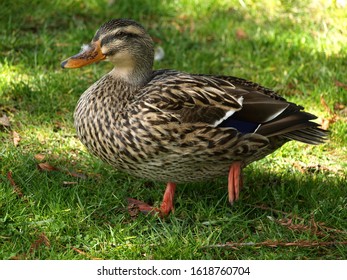 Female Mallard Duck In The Park At Clear Lake, California.