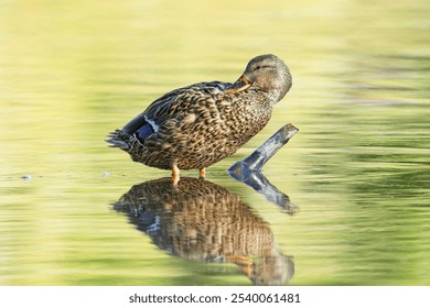 A female mallard duck preens itself while standing on a stick in the water in Spokane, Washington. - Powered by Shutterstock