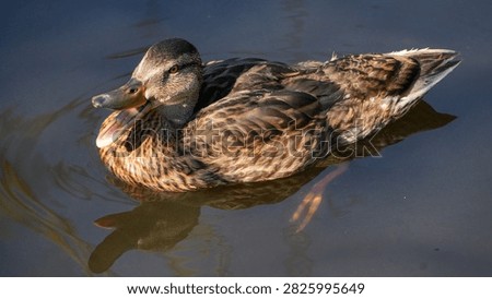 female mallard duck quacking while swimming