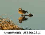 A female Mallard duck rests in calm water and is bathed in the warm light of the setting sun it faces on a late Autumn day at Horicon Marsh in Wisconsin.