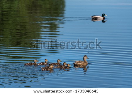 Female mallard duck with seven duckling swimming in a calm lake, with male in background
