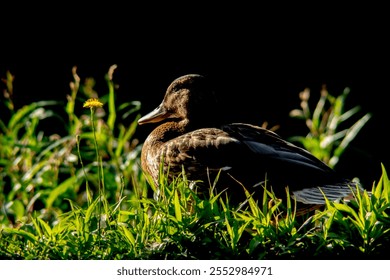 A female mallard duck sits among green grass and plants with a single yellow flower, against a dark background. - Powered by Shutterstock