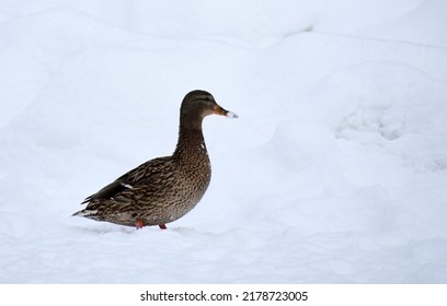 Female Mallard Duck In The Snow