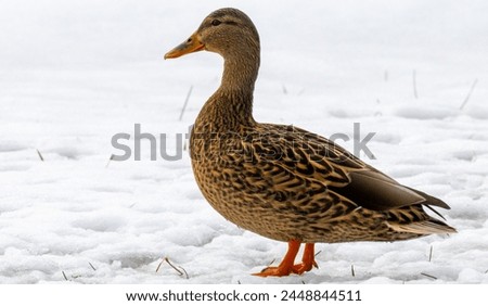 Female mallard duck standing in snow