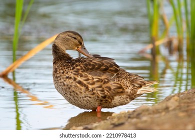 Female Mallard Duck Is Standing In The Water On The Shore And Preening. Birds Of Alberta, Canada.