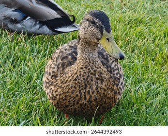 A female mallard duck stands gracefully in lush green grass, showcasing her speckled brown plumage and calm demeanor in natural daylight.