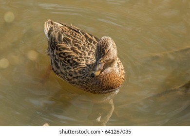 Female Mallard Duck Swimming 