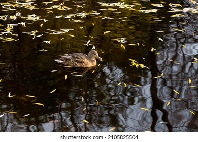 Female Mallard Duck Swimming In Pond With Dappled Light And Reflections In The Water, Beaubien Park, Montreal, Quebec, Canada