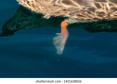 Female Mallard Duck Webbed Foot Under Water In A Lake