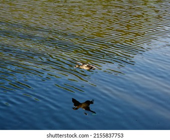 Female Mallard Flying Over A Lake In Evening Light.