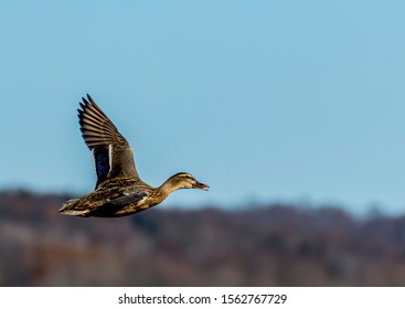 Female Mallard Hen Duck In Flight