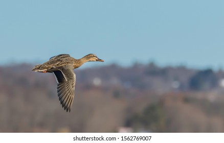 Female Mallard Hen Duck Flying Over The Lake At Celeron New York