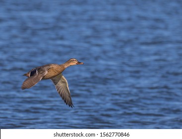 Female Mallard Hen Duck Flying Over Blue Water