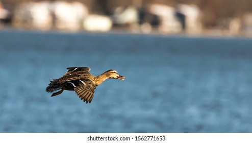 Female Mallard Hen Duck Flying Over Blue Water