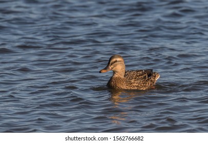 Female Mallard Hen Duck On Blue Water