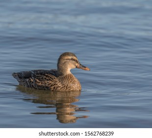 Female Mallard Hen Duck On Blue Water