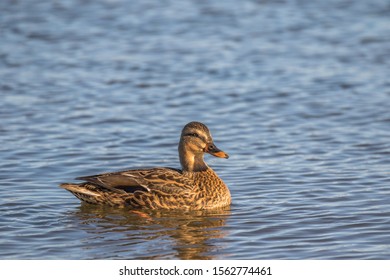 Female Mallard Hen Duck On Blue Water