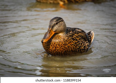 A Female Mallard Hen Floating Around The Shores Of Coeur D'Alene Lake