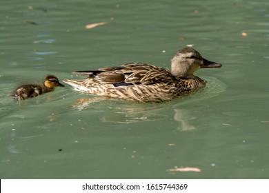 Female Mallard Hen Swimming With Duckling Chick