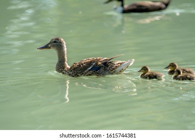 Female Mallard Hen Swimming With Duckling Chick