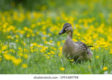 A Female Mallard Hen Walking Through A Meadow Of Buttercups.