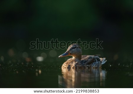 Female mallard resting in a marsh pond, Mallards are large ducks with hefty bodies, rounded heads, and wide, flat bills.