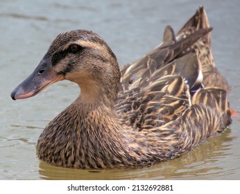 Female Mallard Swimming On The Mad River.