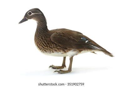 2,432 Female mandarin duck Images, Stock Photos & Vectors | Shutterstock