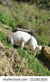 Female Maremma sheepdog exploring the nature