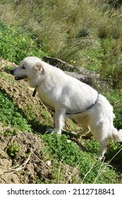 Female Maremma sheepdog exploring the nature