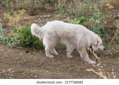 A Female Maremma Sheepdog Outdoor
