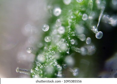 Female Marijuana Flower. Microscopic view of a female marijuana flower. Cannabis flower seen under a microscope.