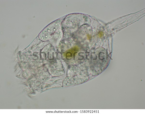 Female\
of marine Rotifer (Brachionus plicatilis) macro view under\
microscope at 40x, with microalgae (phytoplankton) in the stomach,\
from a culture vessel in a farm of marine fish.\
