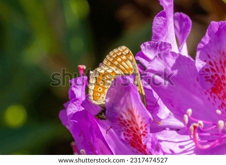 Female Marsh fritillary butterfly within a purple rhododendron flower