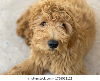 Female Medium Golden Doodle Puppy Dog