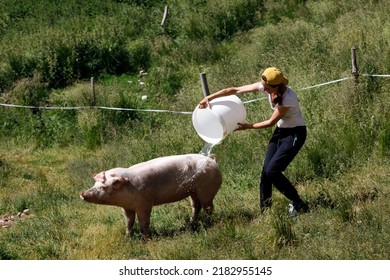 Female Mid Adult Farmer Refreshing With Water A Pig In Summer Hot Afternoon Outdoors