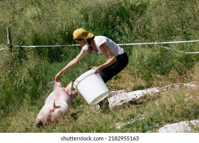 Female Mid Adult Farmer Refreshing With Water A Pig In Summer Hot Afternoon Outdoors