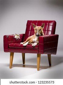 Female miniature bull terrier laying on a destroyed armchair.