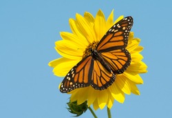 Female Monarch Butterfly Feeding On A Bright Yellow Wild Sunflower, Against Blue Sky