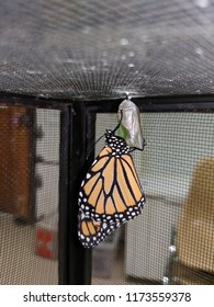 27 Monarch butterfly coming out of chrysalis Images, Stock Photos ...