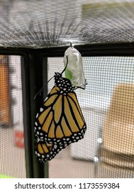 27 Monarch butterfly coming out of chrysalis Images, Stock Photos ...