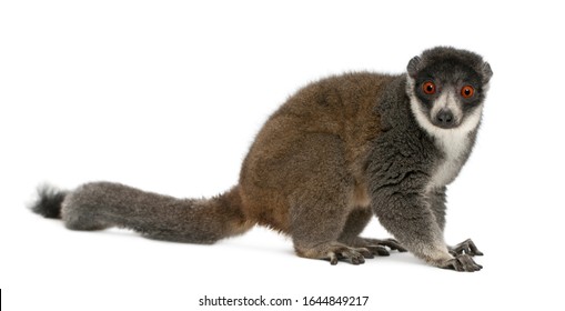 Female Mongoose Lemur, Eulemur Mongoz, 24 Years Old, Sitting In Front Of White Background