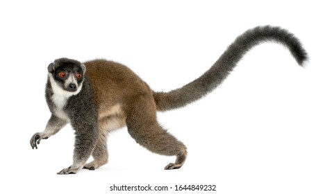 Female Mongoose Lemur, Eulemur Mongoz, 24 Years Old, In Front Of White Background