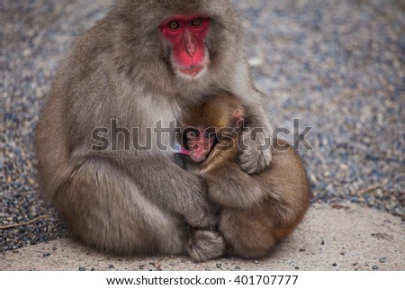 A female monkey with a baby in the Jigokudani Snow Monkey Park, Kanbayashi Onsen, Japan at Jigokudani Snow Monkey Park, Onsen Kobayashi, Japan