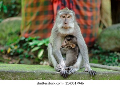 Female Monkey Carry Her Baby Arm Stock Photo 1143517946 | Shutterstock