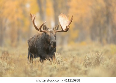 Female Moose (Alces Alces) 