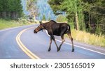 Female Moose Crosses Curve In Road in Grand Teton National Park