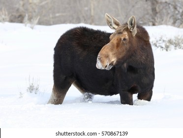 Female Moose In Deep Snow. 